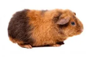 Guinea Pig Teddy